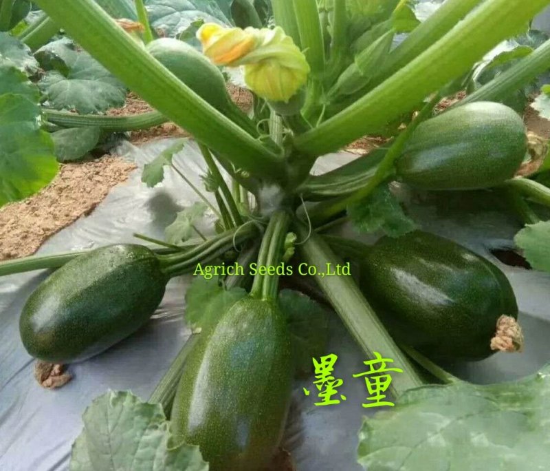 墨童无蔓南瓜种子皮色油绿光泽度好耐储运