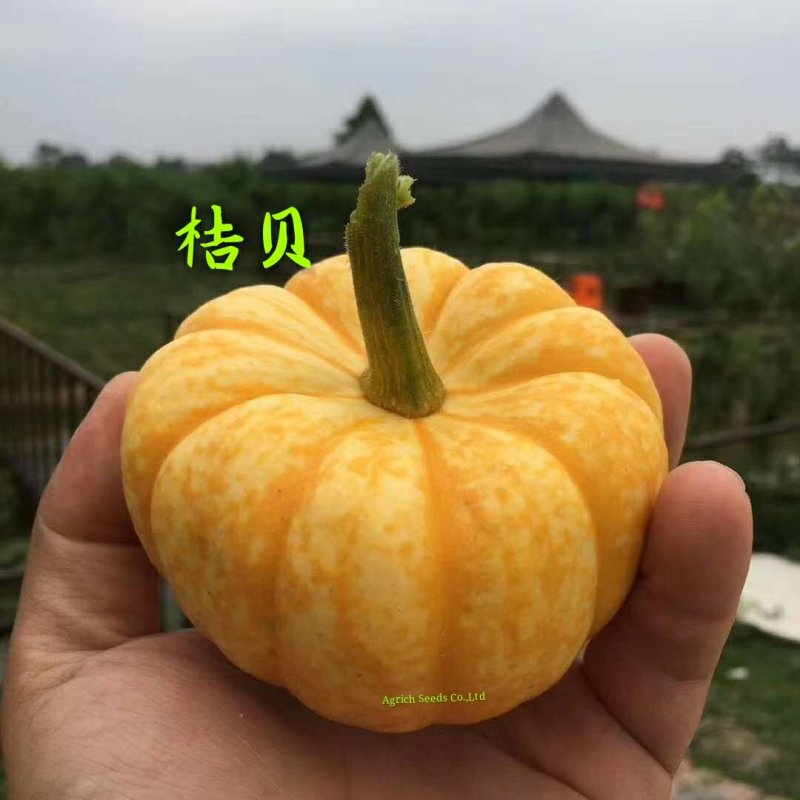 桔贝迷你贝贝南瓜种子观赏食用两全口感好