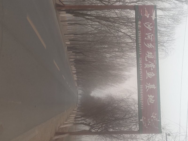 白蜡