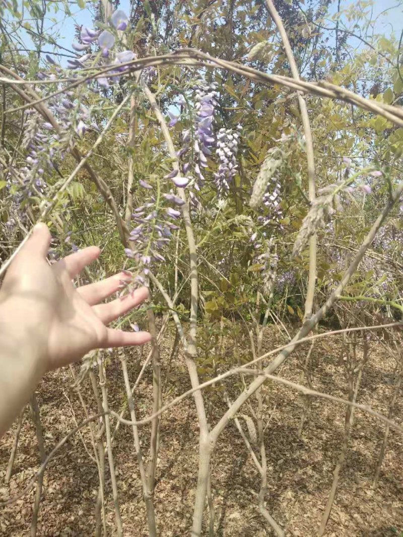 [有好货]紫藤树苗爬藤植物多花紫藤苗庭院四季攀爬紫藤萝