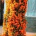 凌霄花苗爬藤植物美国庭院花园攀援花卉阳台藤本盆栽