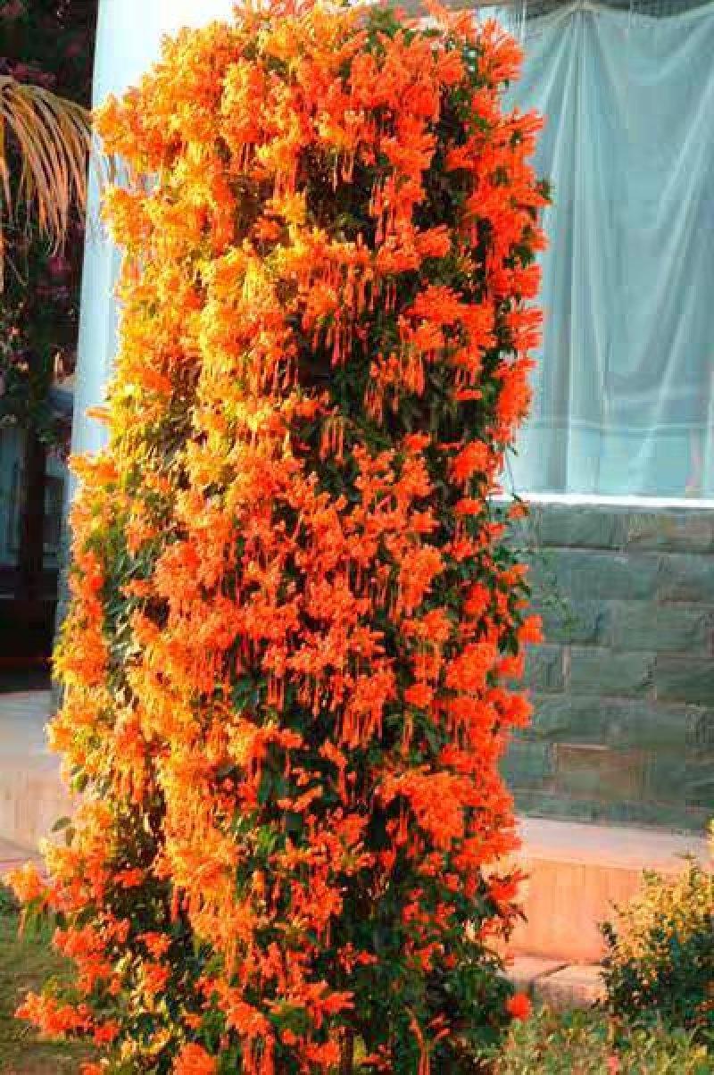 凌霄花苗爬藤植物美国庭院花园攀援花卉阳台藤本盆栽