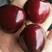大樱桃新品种钻石之光科迪亚樱桃苗单果重15-18克