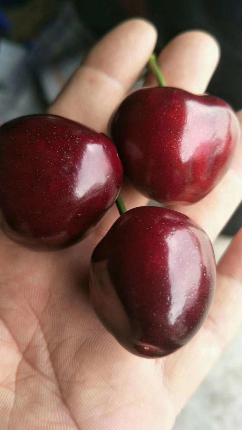 大樱桃新品种钻石之光科迪亚樱桃苗单果重15-18克