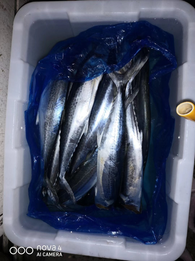 胶东鲅鱼马鲛鱼燕鲅全国比质量来吧