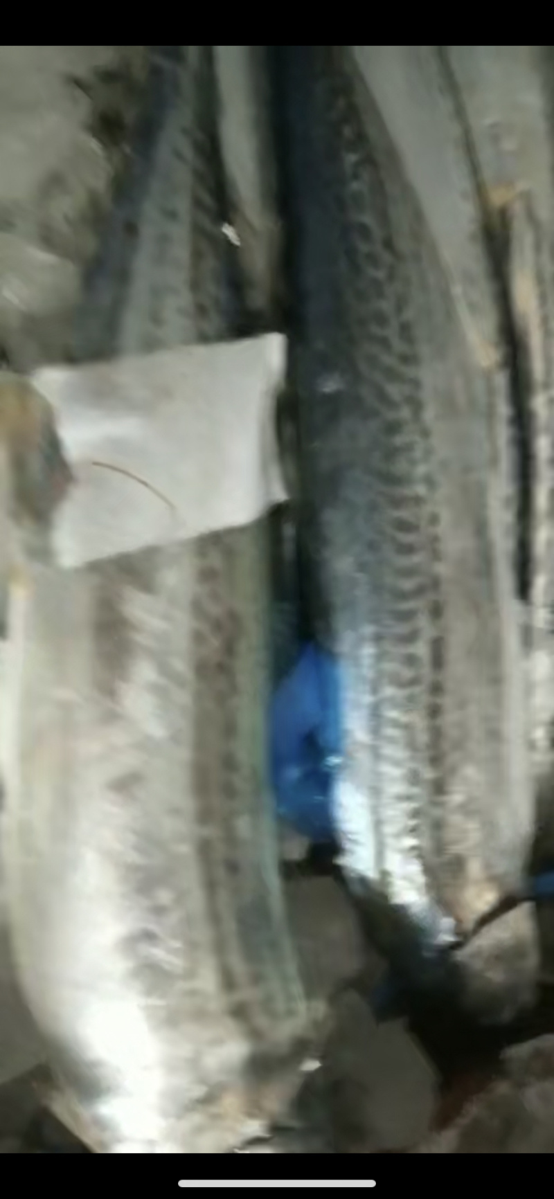 胶东鲅鱼马鲛鱼燕鲅全国比质量来吧