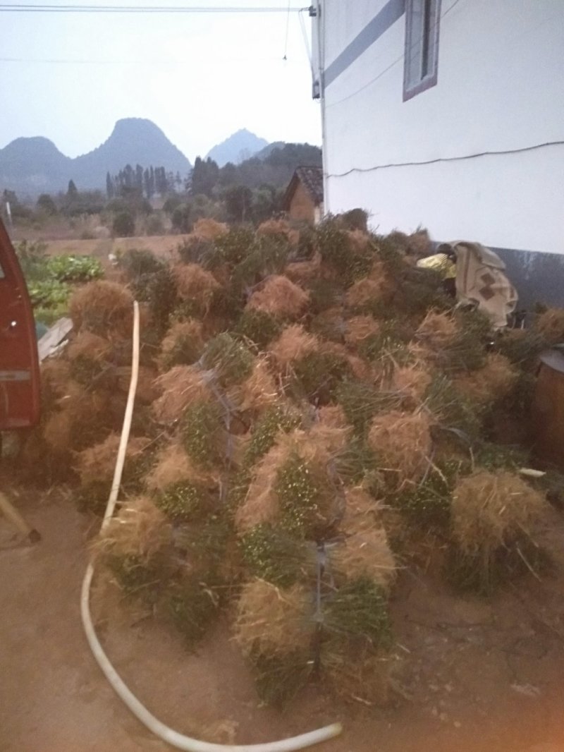 枸橘实生苗积壳苗枳壳苗包邮量大专车包送