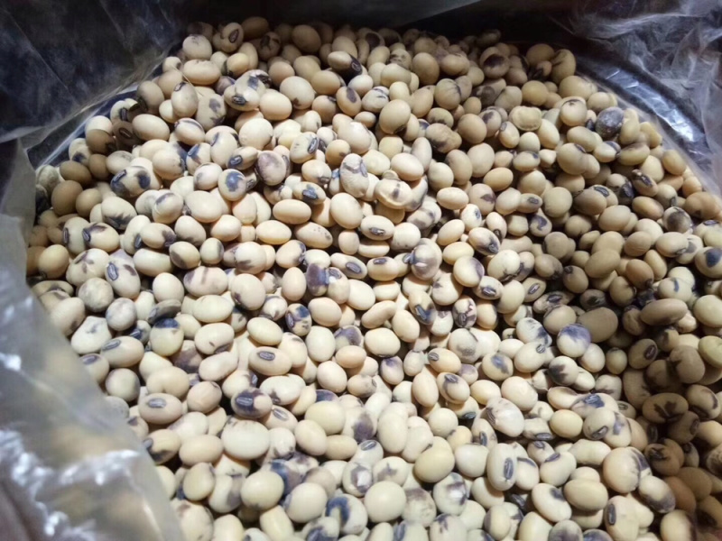 农家腐竹（黄豆腐竹黑豆腐竹）