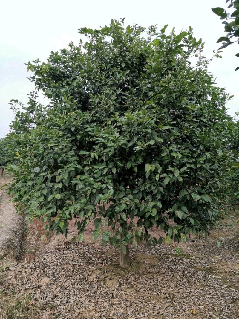 香泡香橼香柚胡柚椪柑橘子树农户直销批发