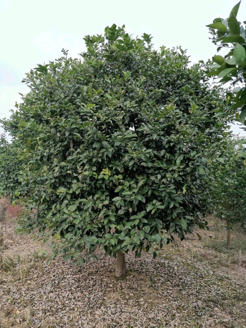 香泡香橼香柚胡柚椪柑橘子树农户直销批发