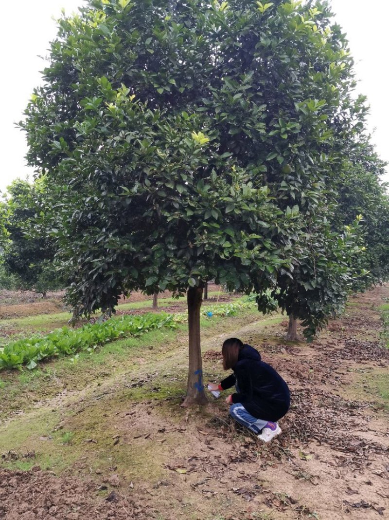 香泡香橼香柚胡柚椪柑橘子树农户直销批发