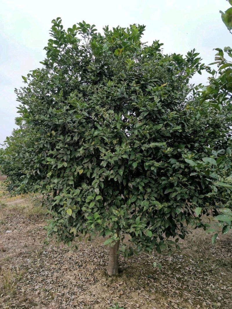 香泡香橼香柚胡柚椪柑橘子树农户直销批发