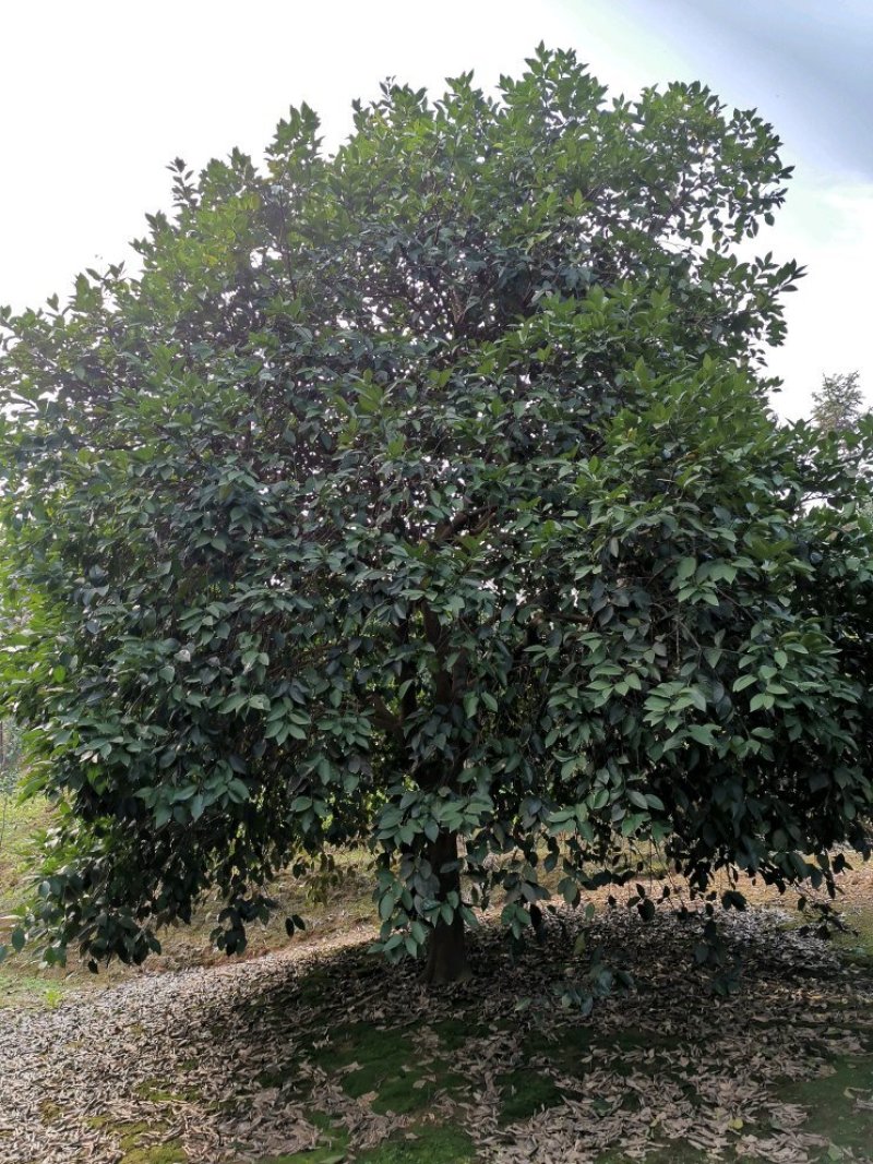 香泡香橼香柚胡柚椪柑橘子树农户直销批发