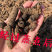 抽心老巴戟干货，经九蒸九晒制天然无添加剂