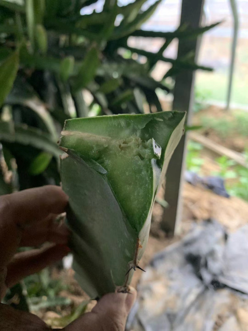 台湾红皮红心火龙果苗基地直供包活适合南北方产量高