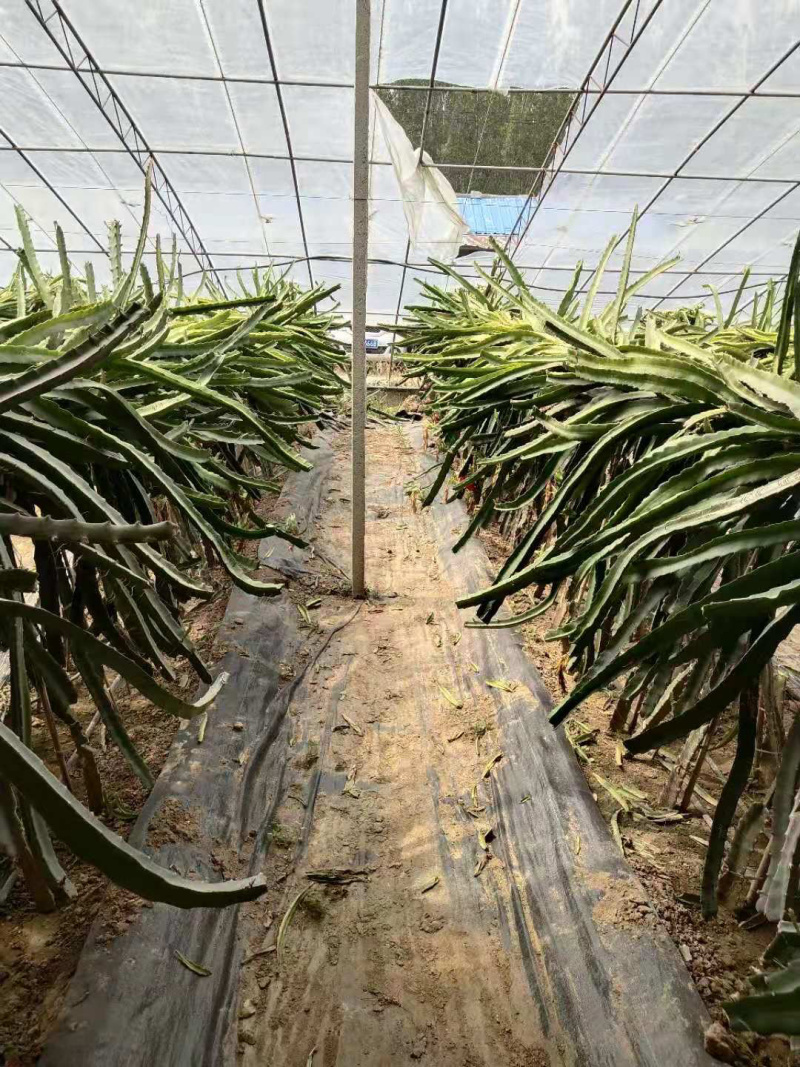 台湾红皮红心火龙果苗基地直供包活适合南北方产量高