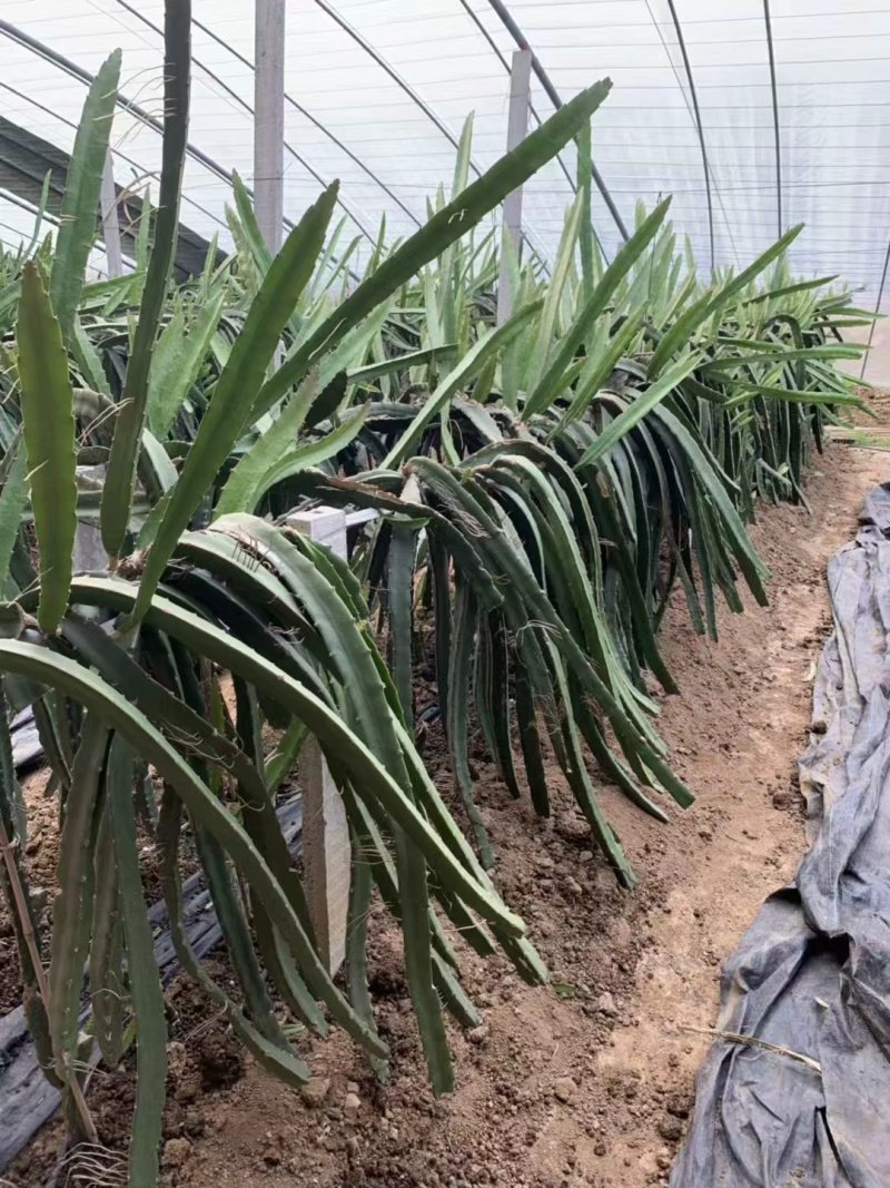 台湾红皮红心火龙果苗基地直供包活适合南北方产量高