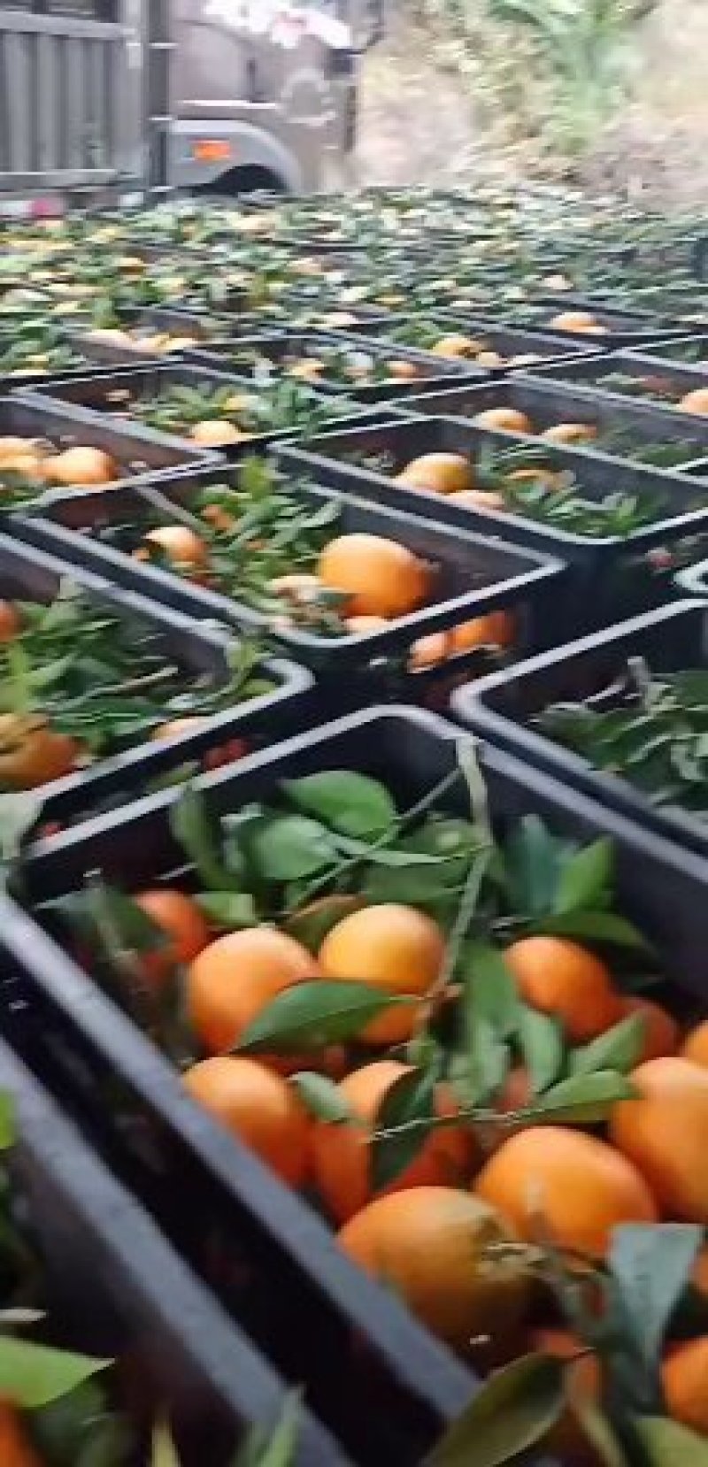 纽荷尔脐橙长虹脐橙香甜可口产地直发