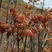 香椿苗红油香椿苗基地直供根系发达包活送技术产量高