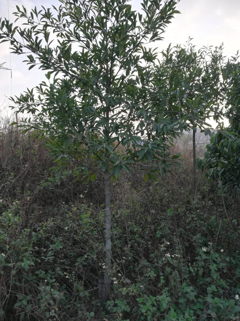沉香苗可视频看货支持线上交易产地直销