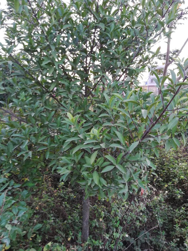 沉香苗可视频看货支持线上交易产地直销