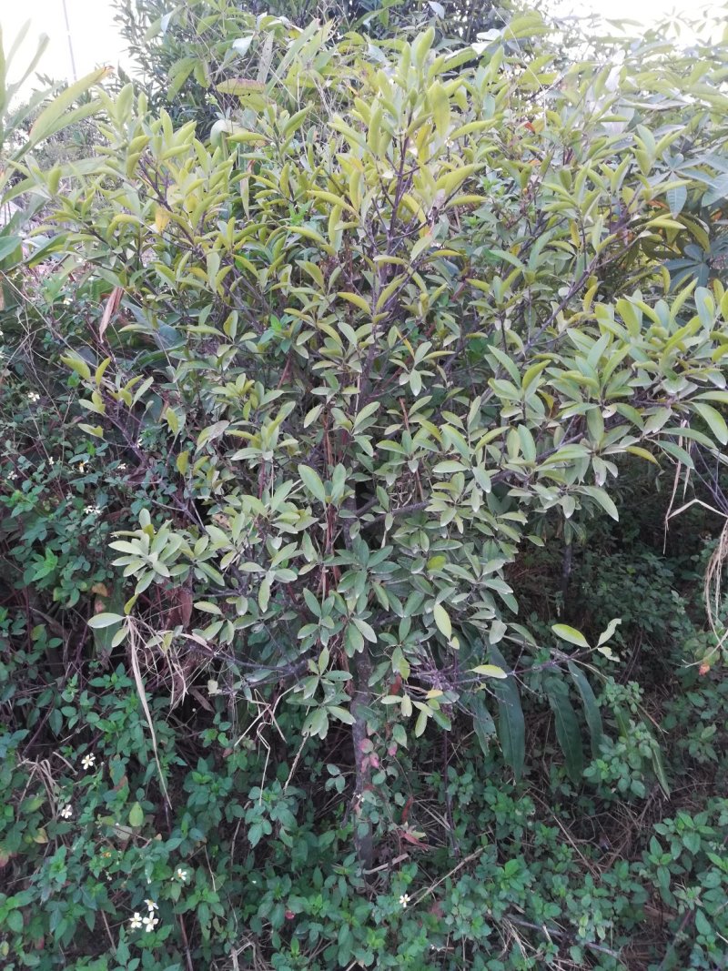 沉香苗可视频看货支持线上交易产地直销