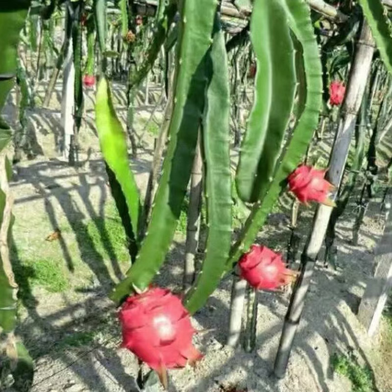 红心火龙果苗基地直销，根系发达提供种植服务