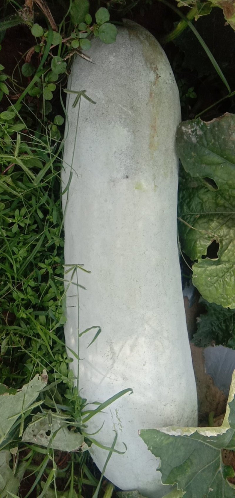 【精选好货】冬瓜海南精品地冬瓜条形好粉色白价格美丽