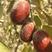 灰枣若羌农民自产自销二级吊干红枣，原生态，品质优