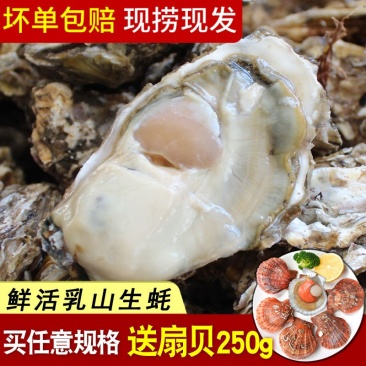 高品质生蚝鲜活新鲜生蚝即食乳山牡蛎批发带壳大海蛎子