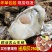 高品质生蚝鲜活新鲜生蚝即食乳山牡蛎批发带壳大海蛎子
