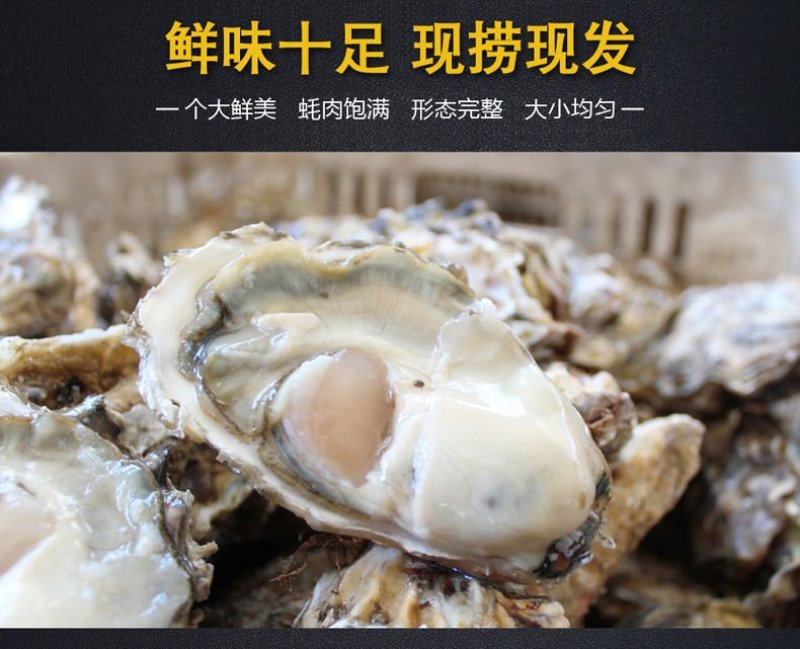 高品质生蚝鲜活新鲜生蚝即食乳山牡蛎批发带壳大海蛎子