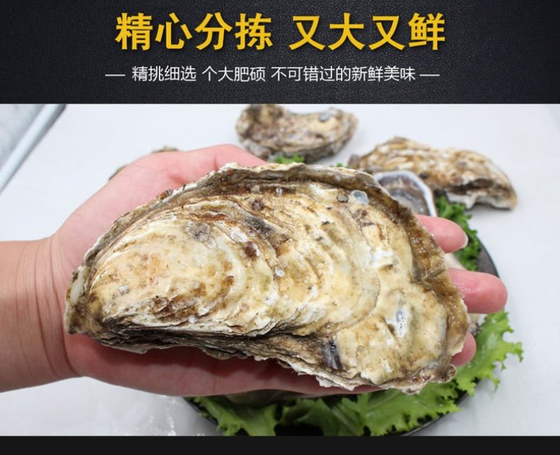 高品质生蚝鲜活新鲜生蚝即食乳山牡蛎批发带壳大海蛎子