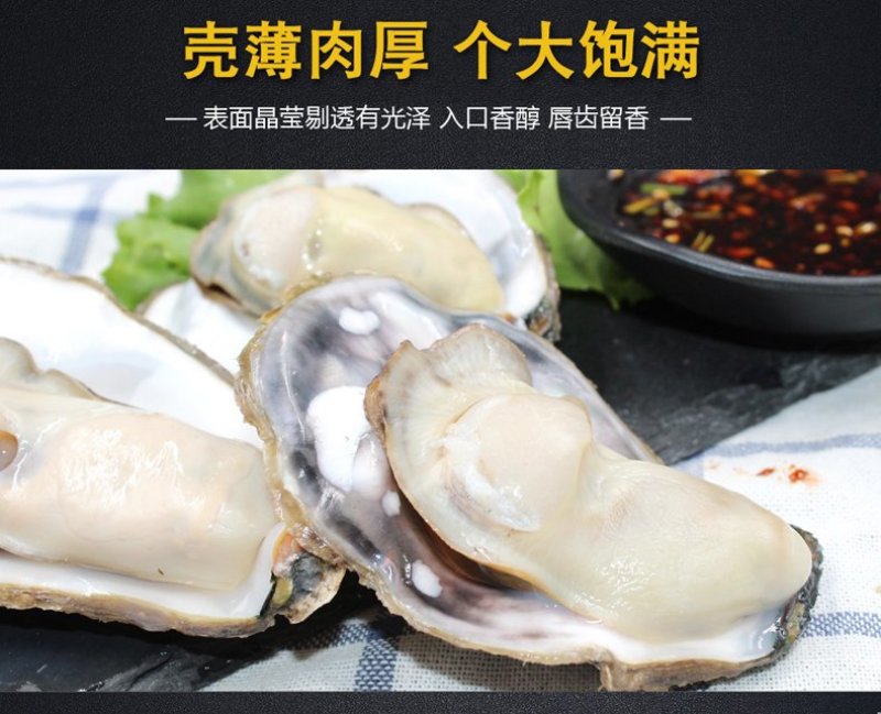 高品质生蚝鲜活新鲜生蚝即食乳山牡蛎批发带壳大海蛎子