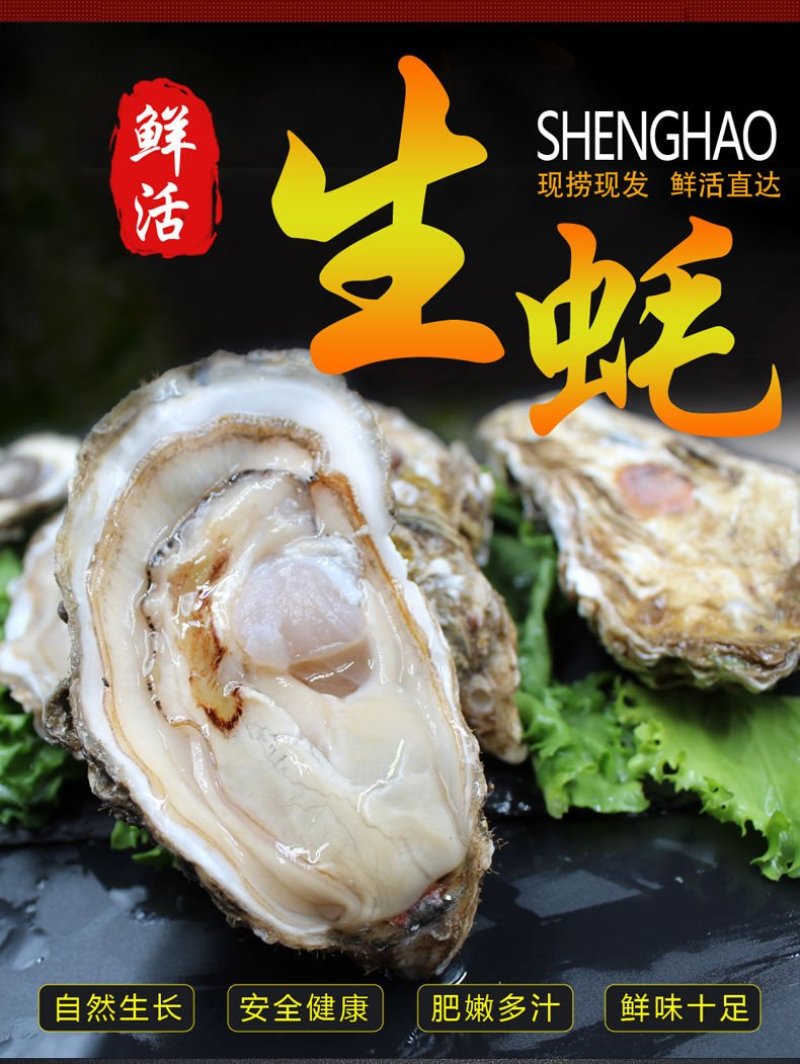 高品质生蚝鲜活新鲜生蚝即食乳山牡蛎批发带壳大海蛎子
