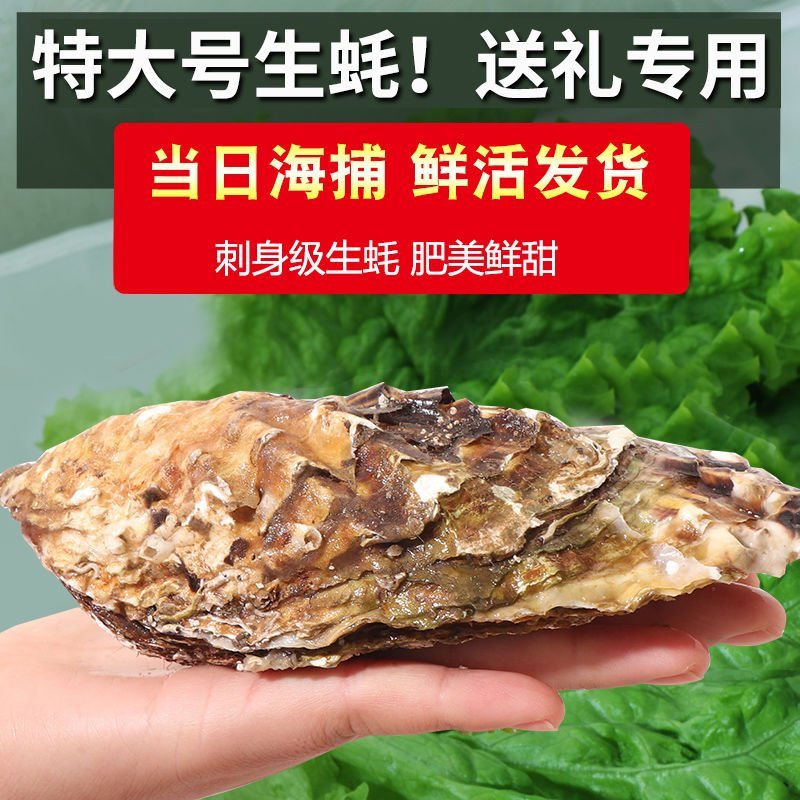 高品质生蚝鲜活新鲜生蚝即食乳山牡蛎批发带壳大海蛎子