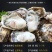 高品质生蚝鲜活新鲜生蚝即食乳山牡蛎批发带壳大海蛎子