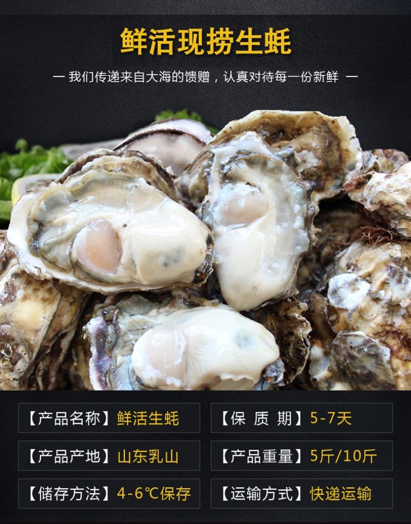 高品质生蚝鲜活新鲜生蚝即食乳山牡蛎批发带壳大海蛎子