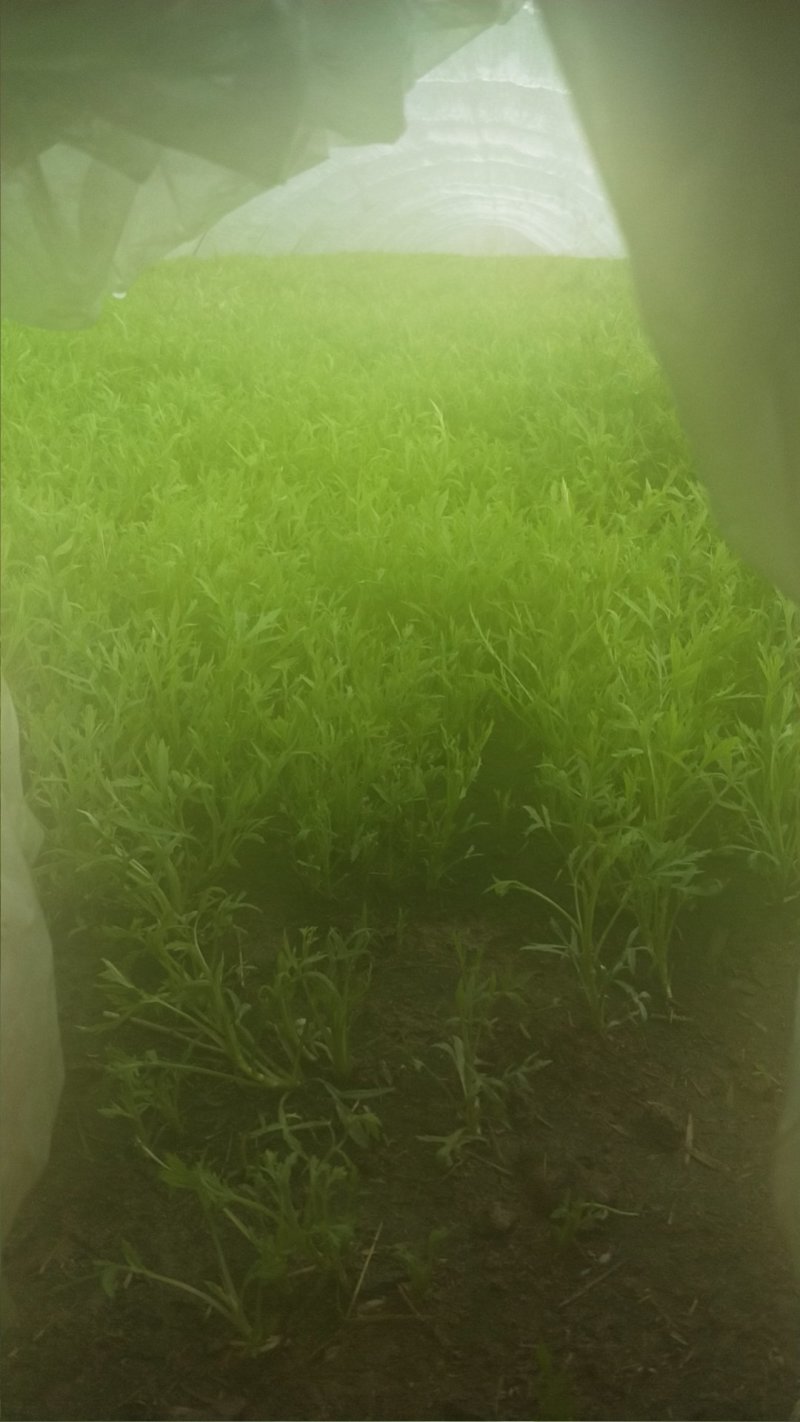 自己种的精品芦篙大量上市