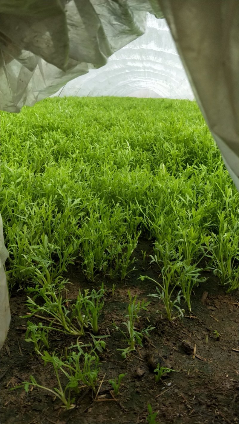 自己种的精品芦篙大量上市