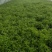 自产自销芦篙开始大量上市