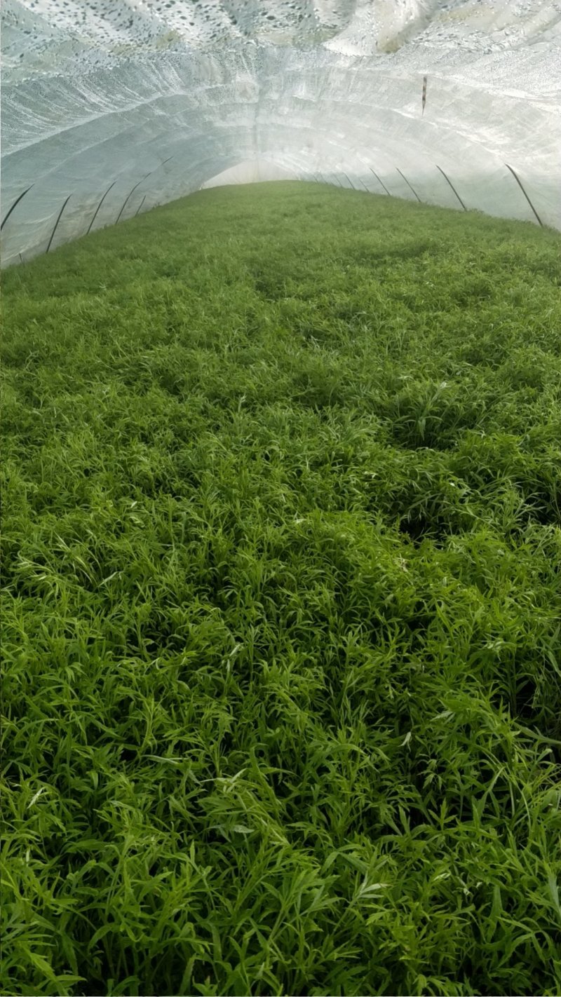 自产自销芦篙开始大量上市