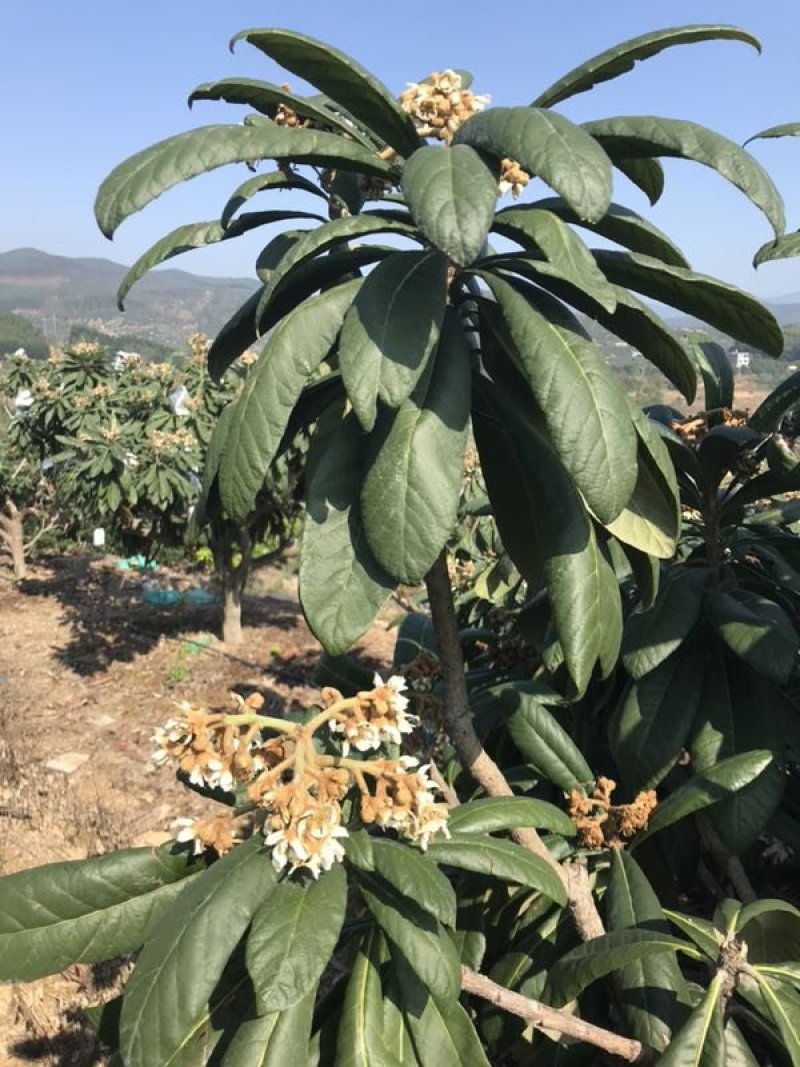 枇杷蜜枇杷蜂蜜枇杷蜜冬蜜