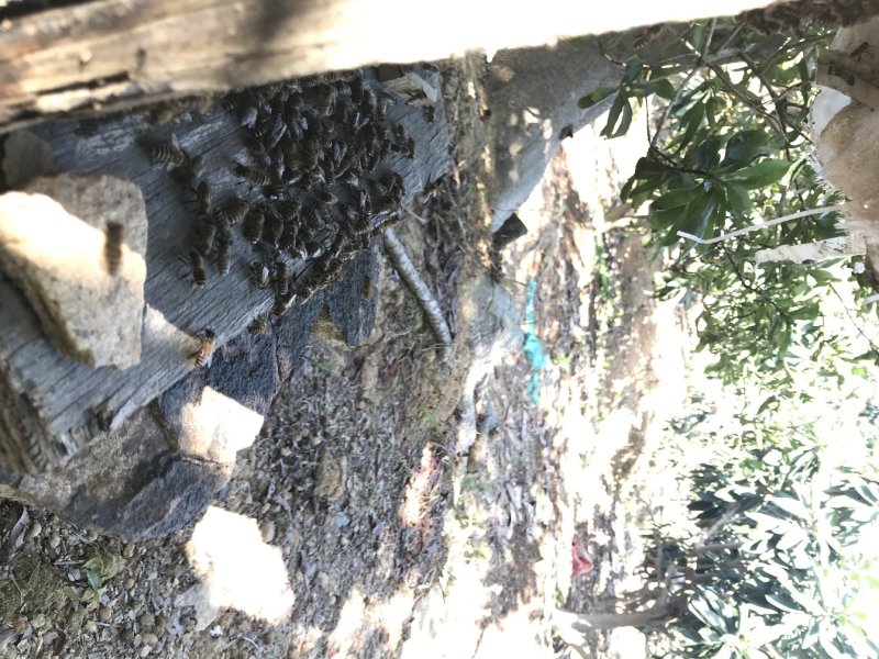 枇杷蜜枇杷蜂蜜枇杷蜜冬蜜