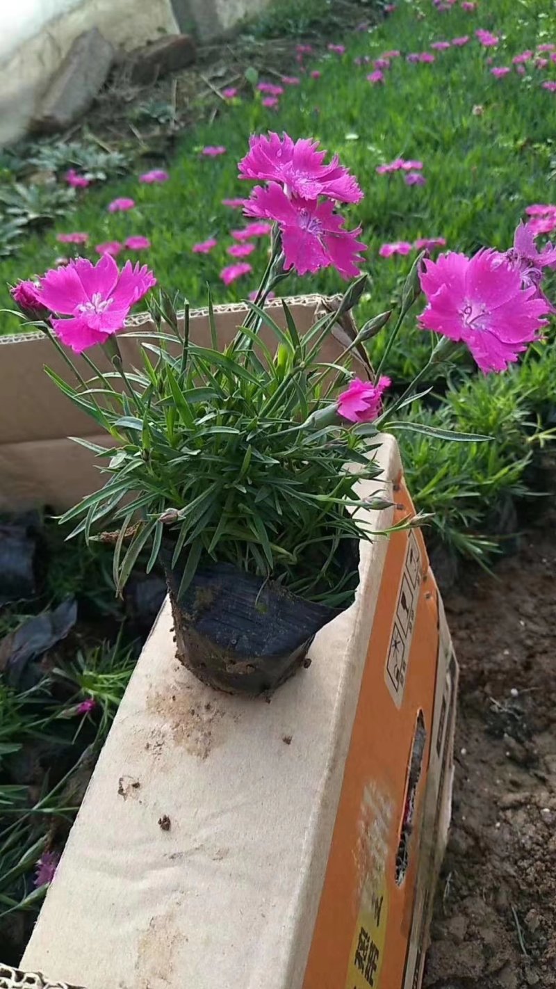 欧石竹