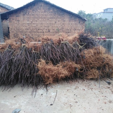 感谢帅哥老板的信任，今又走一车小量苗