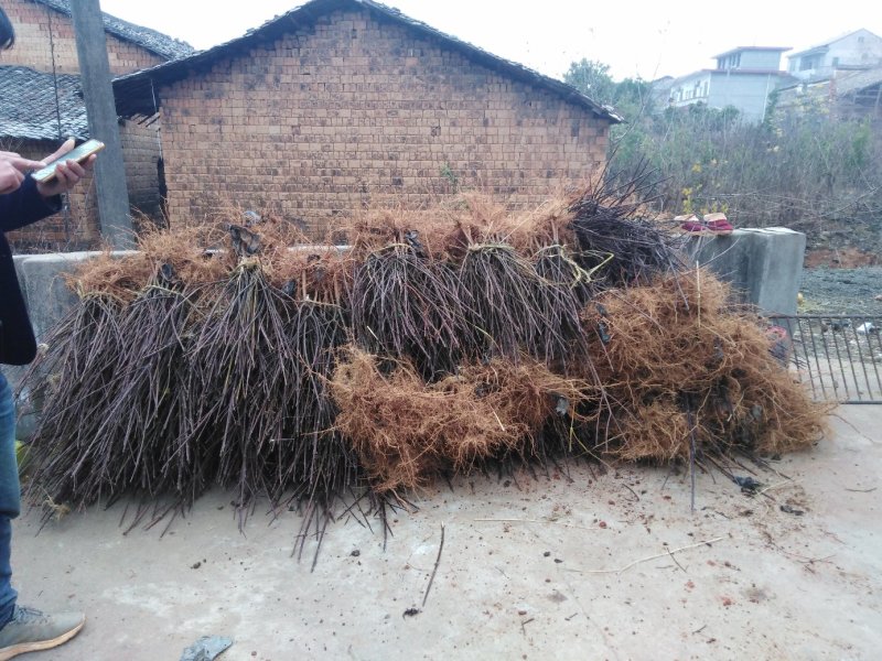 感谢帅哥老板的信任，今又走一车小量苗