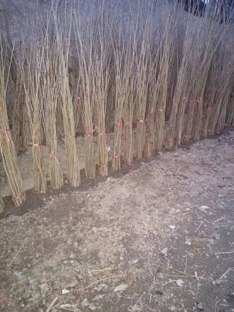 高产平欧大果榛子