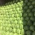 甘蓝8398，精品暖棚菜，质量好，价格低