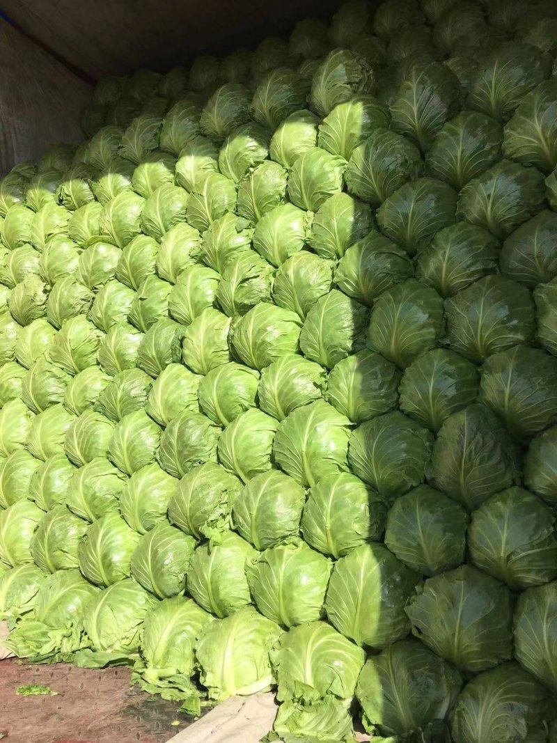 甘蓝8398，精品暖棚菜，质量好，价格低